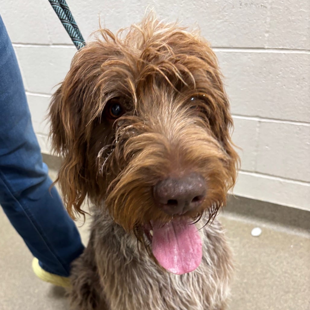 Photo of Bucee, adoptable Pointer, German Wirehaired in Council Bluffs, Iowa