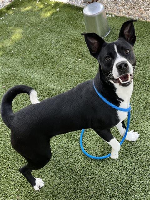 Photo of Papi, adoptable Pit Bull Terrier in Newton, North Carolina