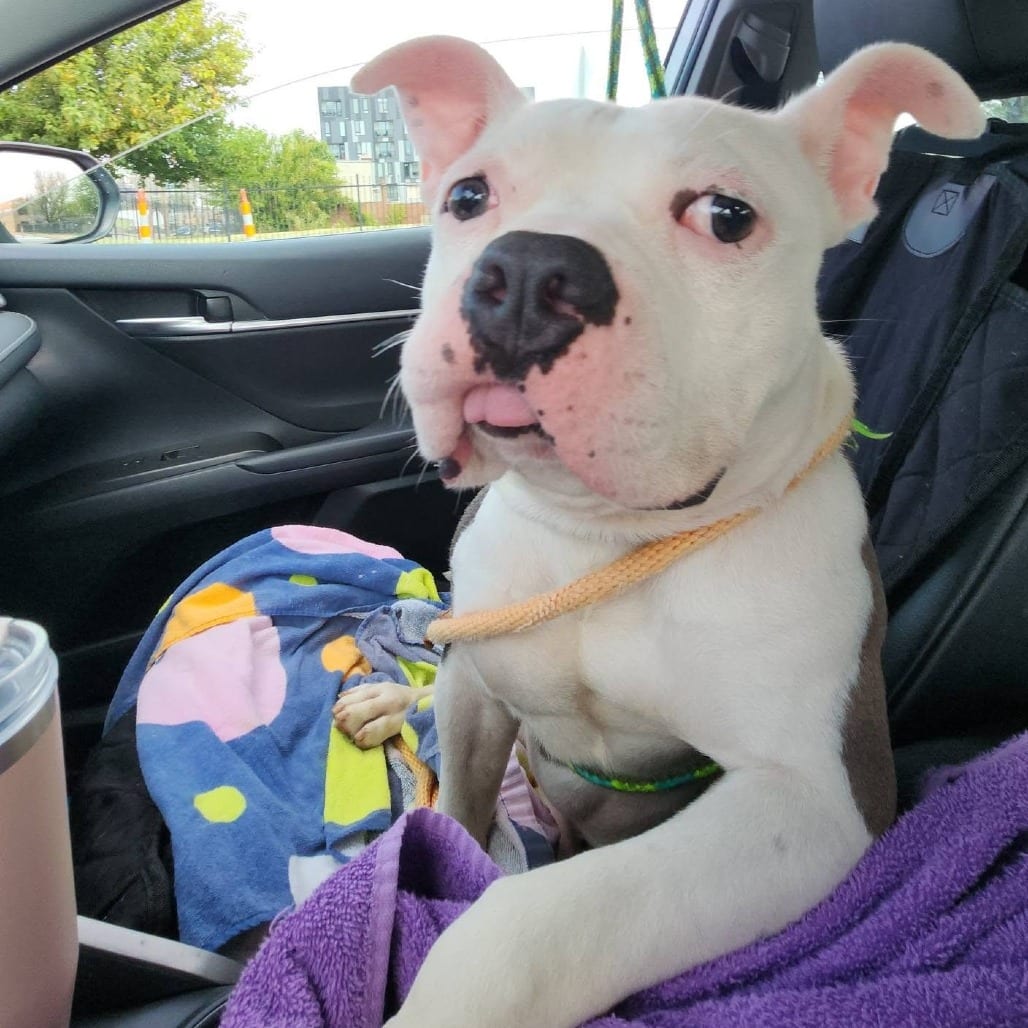 Photo of Bren Michael, adoptable Mixed Breed (Medium) in St. Louis, Missouri
