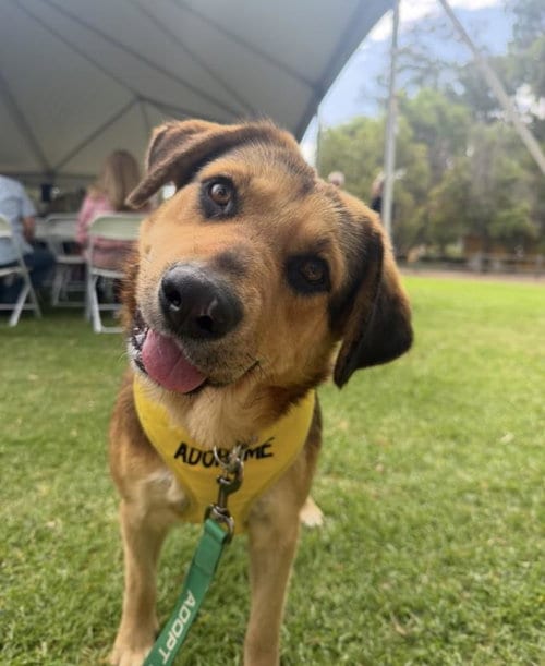 Photo of Barbra, adoptable Rottweiler in Santa Barbara, California