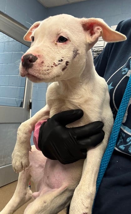 Photo of Miata, adoptable dog in Chamblee, Georgia