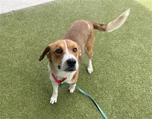 Photo of Cream Puff, adoptable Labrador Retriever in Waco, Texas