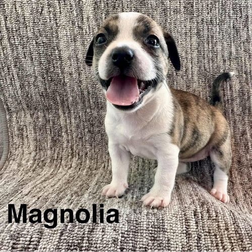 Photo of Magnolia, adoptable Chihuahua in Spring Lake, North Carolina