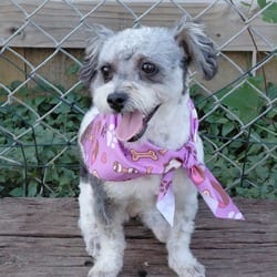 Photo of Millie, adoptable Poodle (Miniature) in Albany, New York