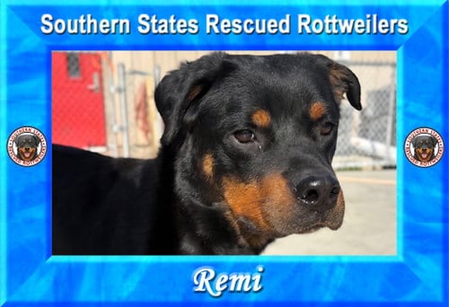 Photo of Remi, adoptable Rottweiler in White Hall, Arkansas