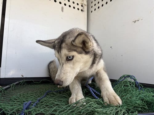 Photo of A170783, adoptable Siberian Husky in Bakersfield, California