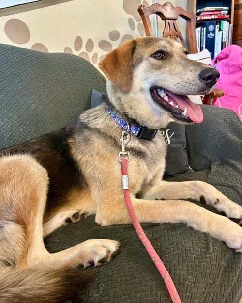 Photo of Tilly, adoptable Shepherd in Williamsburg, Iowa
