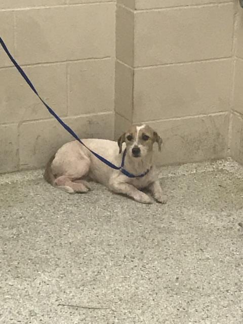 Photo of Piper, adoptable Dachshund in Conroe, Texas