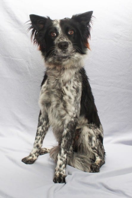 Photo of Ozzie, adoptable Australian Cattle Dog