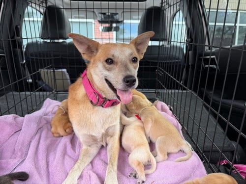 Photo of Willow Mae, adoptable Unknown breed (short coat) in Holly Springs, North Carolina