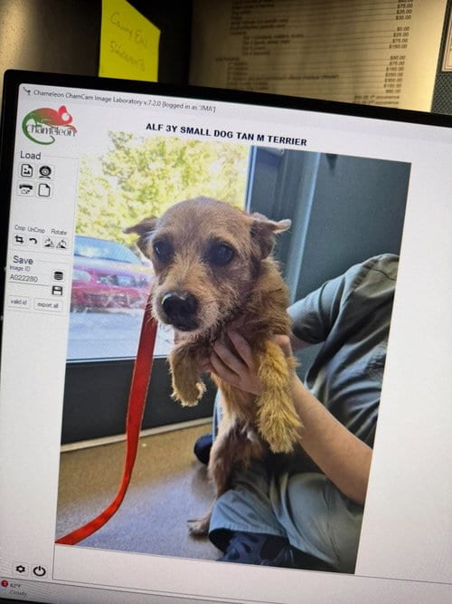 Photo of Alf, adoptable Unknown breed in Holbrook, New York