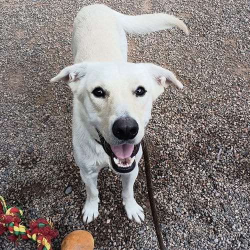 Photo of Jax, adoptable Labrador Retriever in Mesa, Arizona