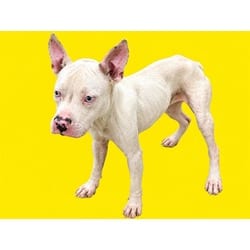 Photo of Cloud, adoptable Terrier (Unknown Type, Medium) in Doral, Florida