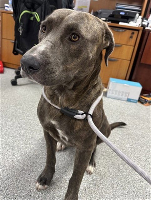 Photo of Bruno, adoptable American Pit Bull Terrier in Pasadena, Texas