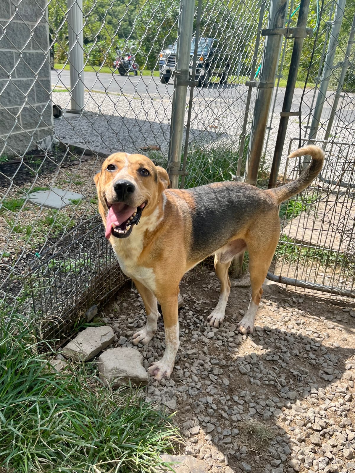 Photo of Reggie, adoptable Australian Cattle Dog / German Shepherd Dog in Fayetteville, West Virginia