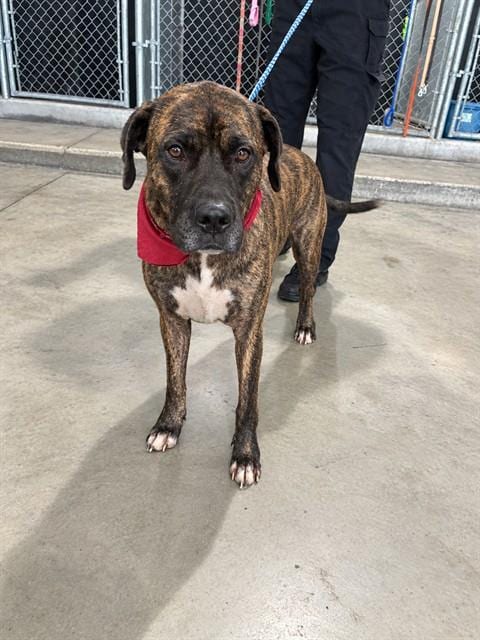 Photo of Hercules, adoptable Mastiff in Miami, Florida