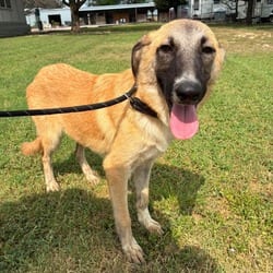 Photo of Mulan JuM, adoptable Great Pyrenees Mixed Breed (Medium) in Hartford, Connecticut