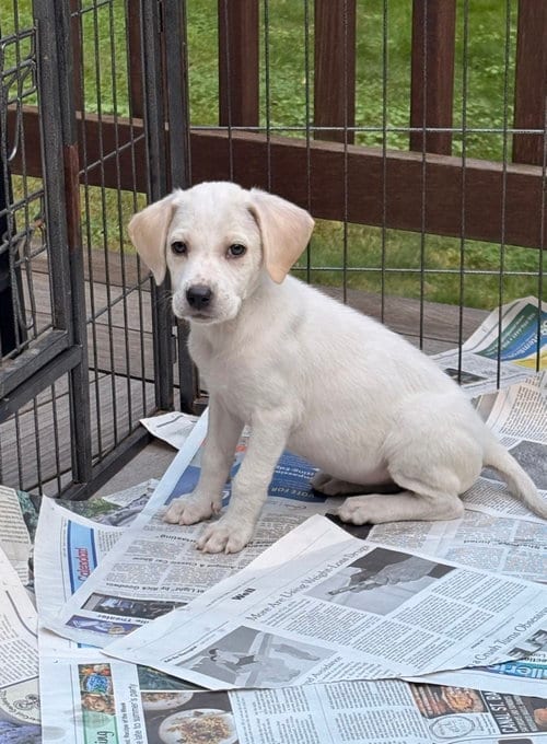 Photo of Lilith, adoptable Labrador Retriever in Tarrytown, Georgia
