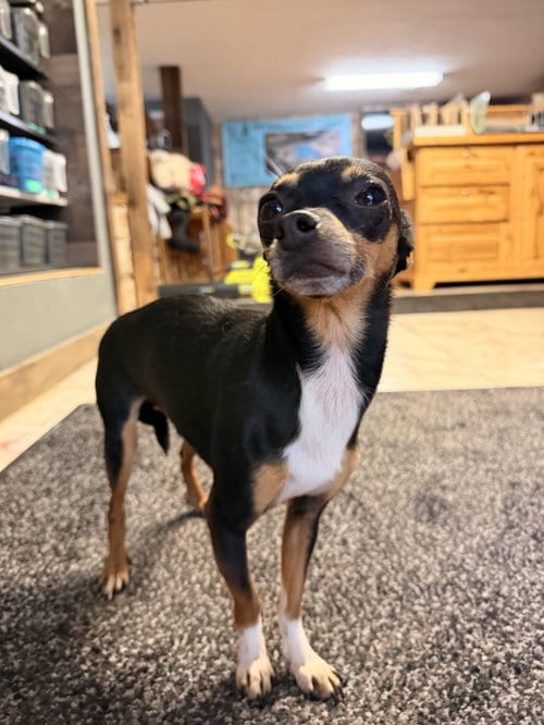 Photo of Bruno, adoptable Chihuahua in Leavenworth, Kansas