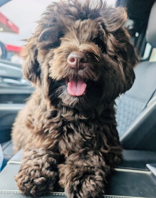 Photo of Poppy, adoptable Schnauzer in Claremore, Oklahoma