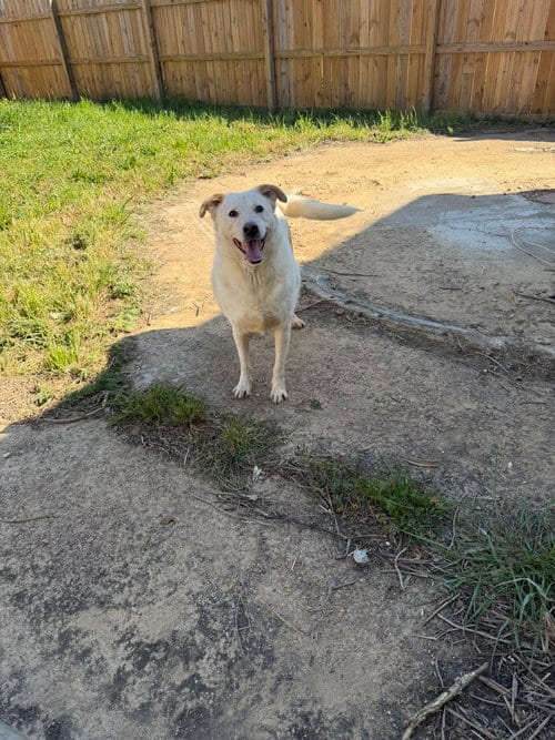 Photo of Saturday, adoptable Labrador Retriever in Jackson, Mississippi