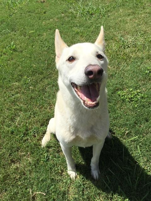 Photo of Duke, adoptable German Shepherd Dog in Grovetown, Georgia