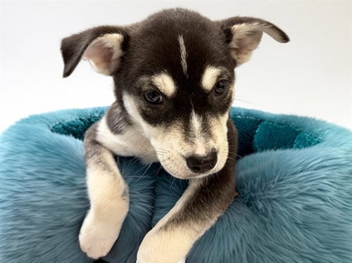 Photo of Bulldozer, adoptable Siberian Husky in Ft Lauderdale, Florida