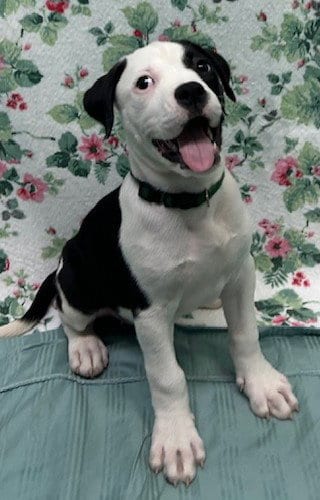 Photo of Boov, adoptable American Bulldog in Wetumpka, Alabama