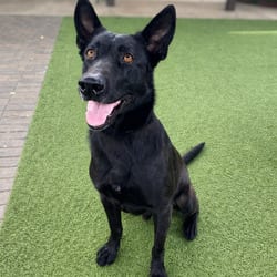 Photo of Rocco 5877, adoptable Belgian Malinois in Loxahatchee, Florida