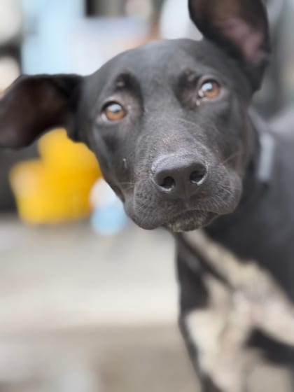 Photo of Laramie, adoptable Australian Cattle Dog mix in Brooklyn, New York