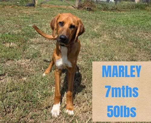 Photo of Marley, adoptable Unknown breed in Holbrook, New York