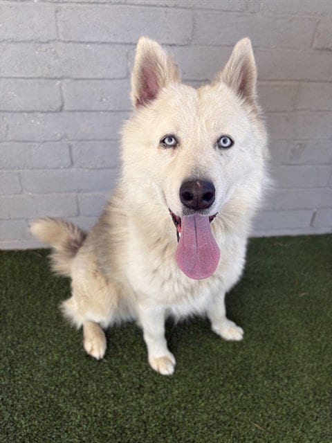 Photo of Clyde, adoptable Husky in Castaic, California