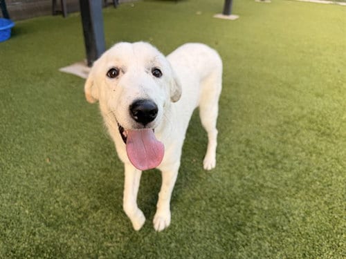 Photo of Hopper, adoptable Great Pyrenees in Garland, Texas