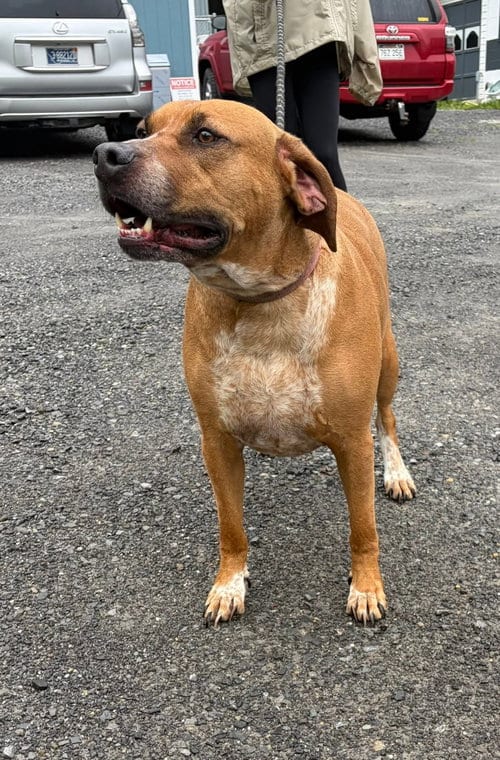 Photo of Banjo (5yo, 89lbs), adoptable Hound in Hinton, West Virginia