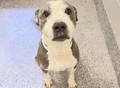 Photo of A662233, adoptable American Pit Bull Terrier in Houston, Texas