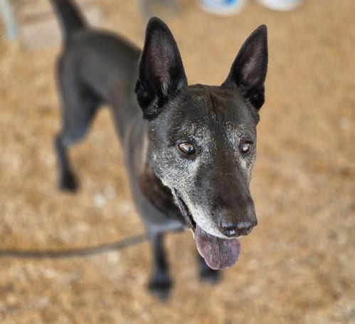 Photo of Buddy, adoptable German Shepherd Dog in Albuquerque, New Mexico
