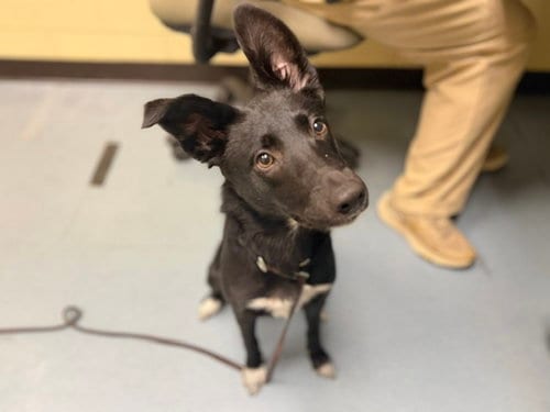 Photo of Quartermaster Droolbeard, adoptable Border Collie in Denver, Colorado