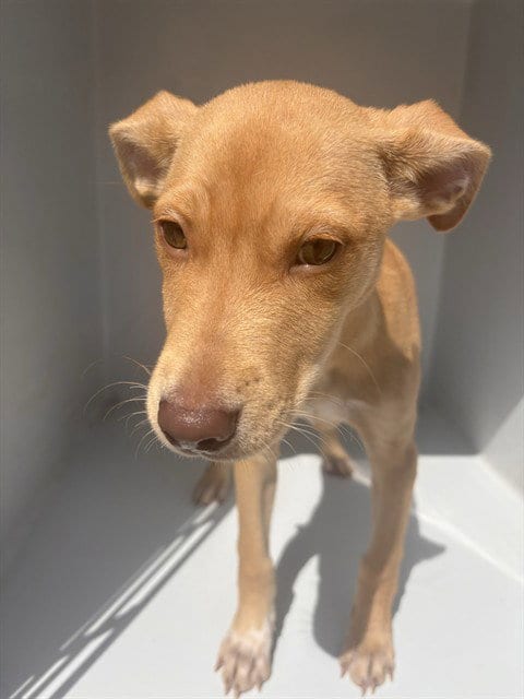 Photo of A663642, adoptable Labrador Retriever in Houston, Texas