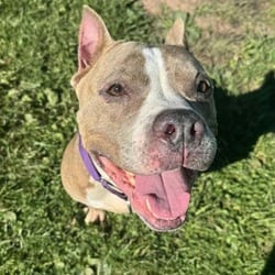 Photo of Boo Berry, adoptable Terrier (Unknown Type, Medium) in Syracuse, New York