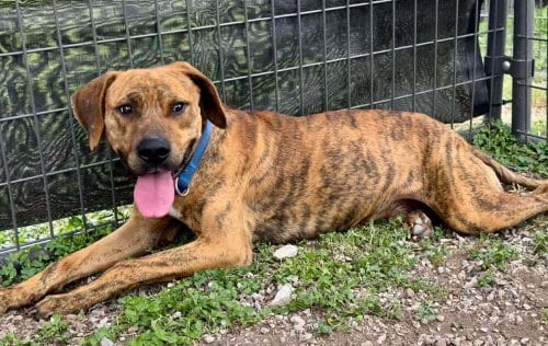 Photo of Sarge, adoptable Terrier in Abbeville, Louisiana