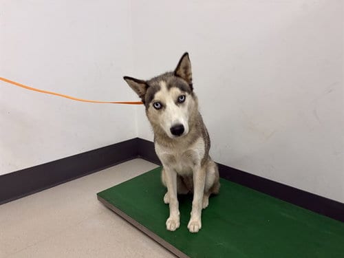 Photo of A165548, adoptable Siberian Husky in Corona, California