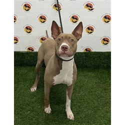 Photo of Nea, adoptable Mixed Breed (Medium) in Land O'Lakes, Florida