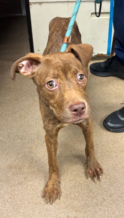 Photo of Tracy, adoptable dog in Chamblee, Georgia