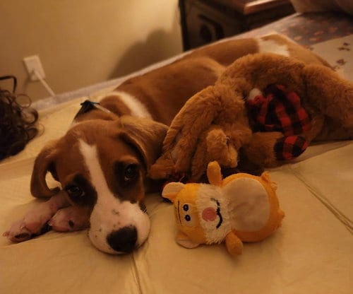 Photo of Wren, adoptable Beagle in Raleigh, North Carolina