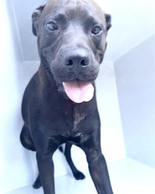 Photo of Orson, adoptable Labrador Retriever in Houston, Texas