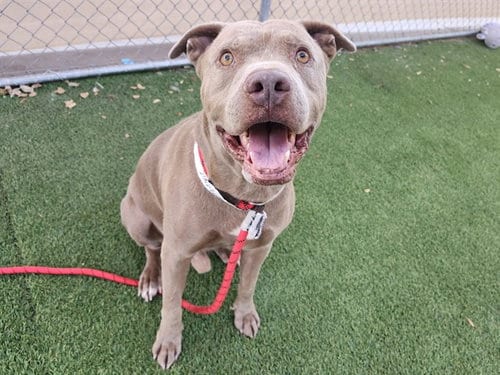 Photo of Jackson, adoptable American Pit Bull Terrier in Phoenix, Arizona
