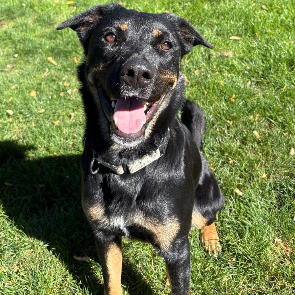 Photo of Kira, adoptable Mixed Breed (Large) in Medford, Oregon