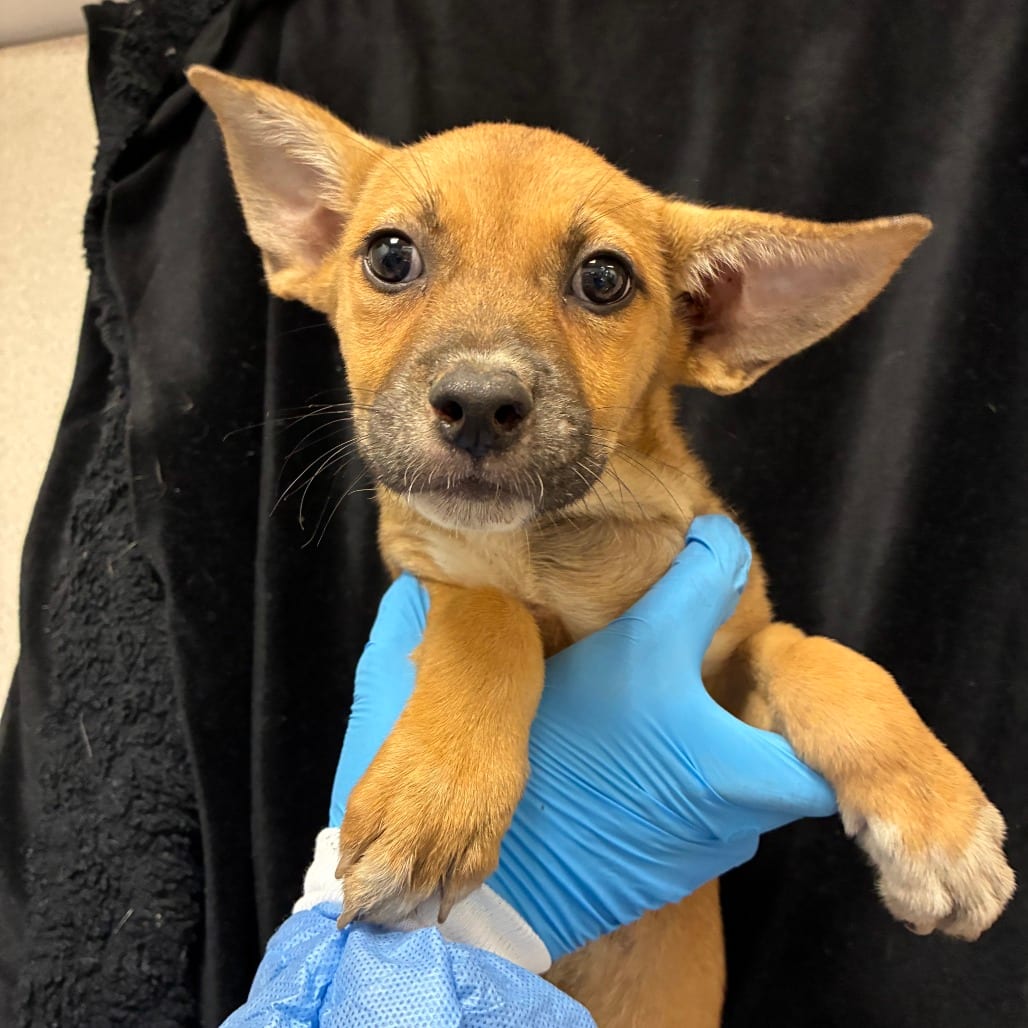Photo of Truffles, adoptable Shepherd / Mix in San Antonio, Texas