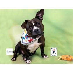 Photo of Sky, adoptable American Staffordshire Terrier in Ft Lauderdale, Florida