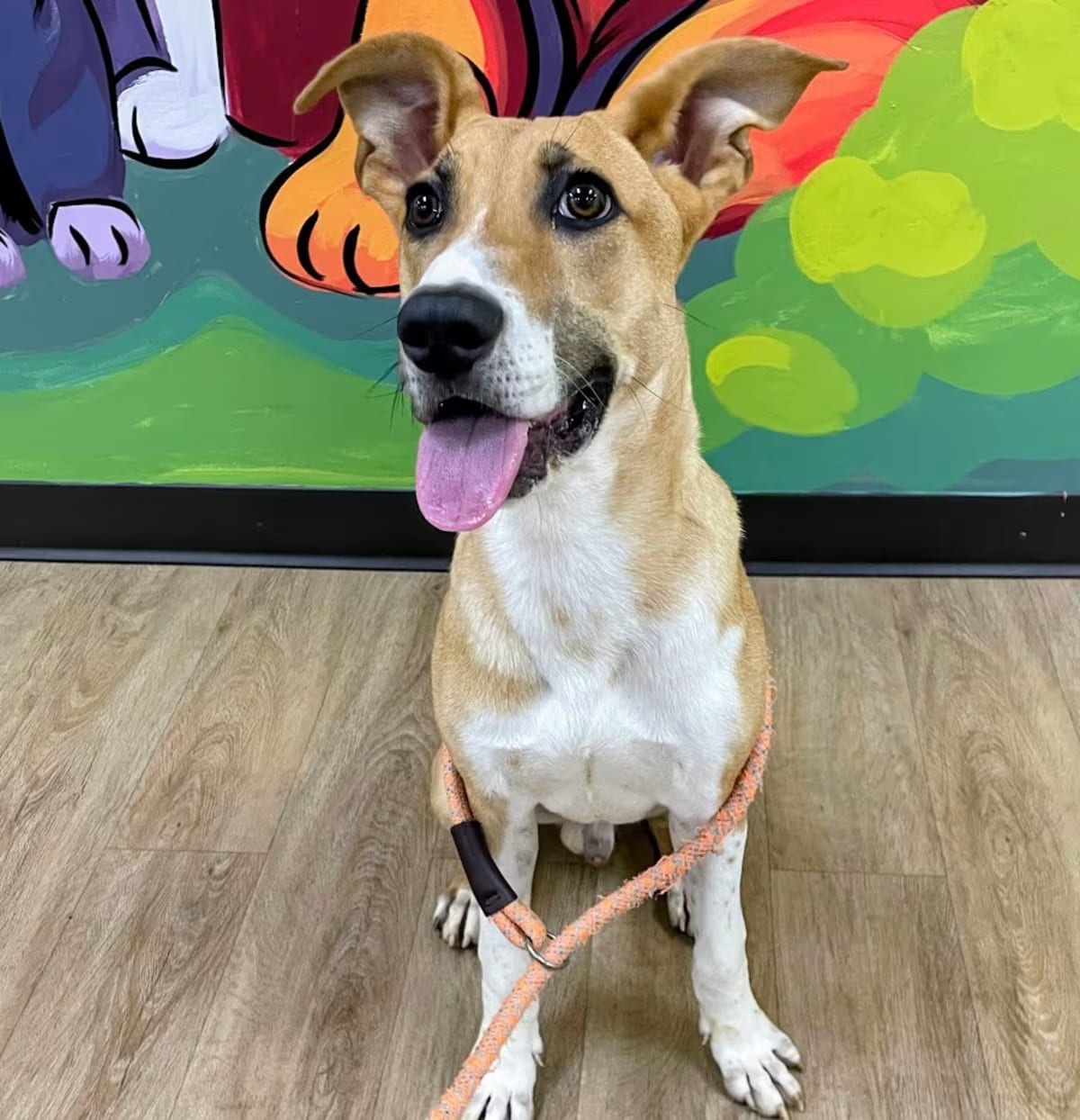Photo of Dr. Pepper, adoptable Hound (Unknown Type)/Mixed Breed (Medium) in Lyndhurst, Virginia